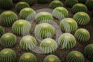 Golden barrel cactus Echinocactus grusonii in desert plant garden