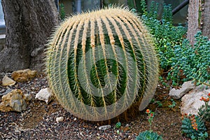 Golden barrel cactus or Echinocactus grusonii Hildm. Botanical garden kit karlsruhe