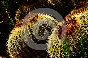 Golden barrel cactus ( Echinocactus grusonii ) i