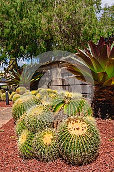 Golden barrel cactus (Echinocactus grusonii) a large round-shaped succulent with sharp spines