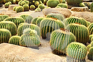 The Golden Barrel Cactus field