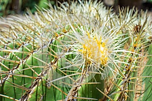 Golden Barrel Cactus flower