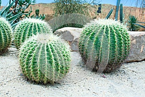 Golden Barrel Cactus Garden