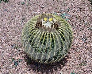 Golden barrel cactus in The Garden of the Arts of Marrakesh, Morocco.