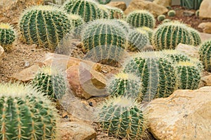 Golden Barrel Cactus