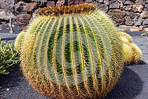 Golden barrel cactus  in Jardin de Cactus by Cesar Manrique on canary island Lanzarote photo