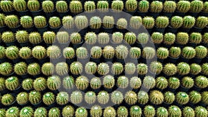 Golden Barrel Cactus on rocky ground photo