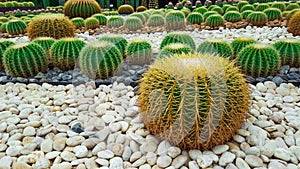 Golden Barrel Cactus on rocky ground photo