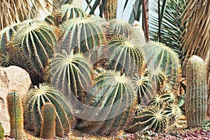 Golden barrel cactus in nature