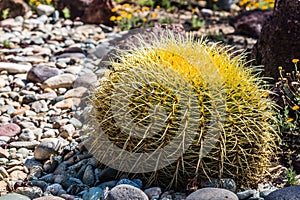 Golden Barrel Cactus Plant in Garden