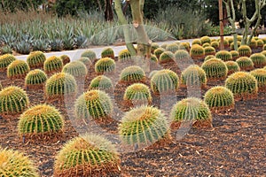 Golden Barrel cactus plant rows in desert landscaping