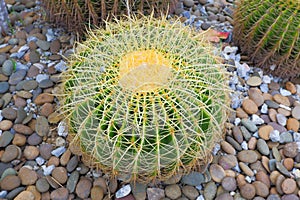 Golden Barrel Cactus planted in rock gardens and other cactus plants.