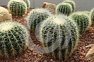 Golden Barrel Cactus planted on a small rock in an arid botanical garden