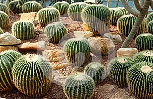 Golden Barrel Cactus planted on a small rock in an arid botanical garden