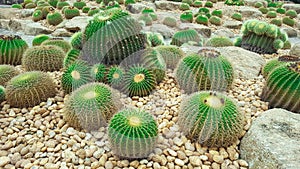 Golden Barrel Cactus on rocky ground photo