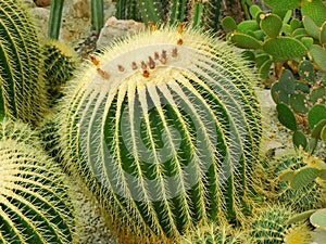 Golden barrel cactus among the same and other cacti