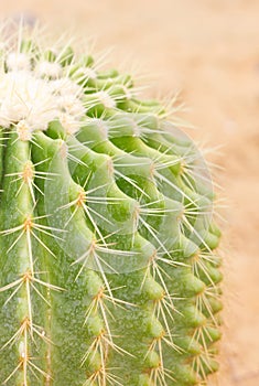 Golden Barrel Cactus.