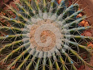 Golden barrel cactus(Echinocactus grusonii), top view