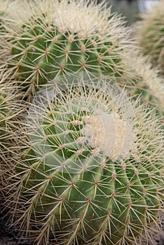 Golden barrel cactusses, Echinocactus grusonii, closeup