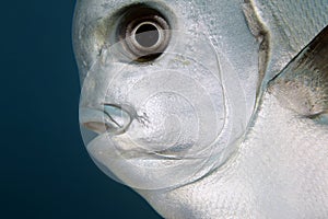 Golden Batfish Close-up