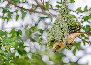 Golden Baya weaver Building Nest On The Tree.