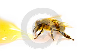 Golden beautiful bee with honey drop isolated on a white background, closeup. One bee eating honey, view macro.