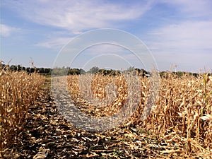 A beautiful Golden corn field in Ukraine