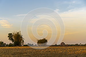 Golden beautiful Sunrise clear at dry grass fields and bamboo tree in the countryside at morning