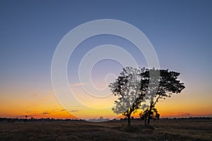 Golden beautiful Sunrise clear at dry grass fields and silhouette tree in the countryside at morning