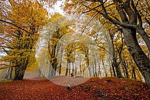 Golden beech forest