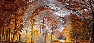 Golden beech forest