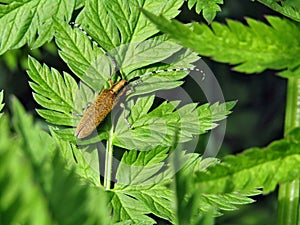 Golden beetle with long whiskers on green leaves of grass