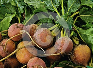 Golden Beets