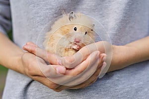Golden beige fluffy Syrian hamster in hands of girl