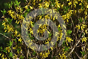 Golden bell flowers