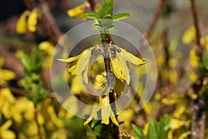 Golden bell flowers