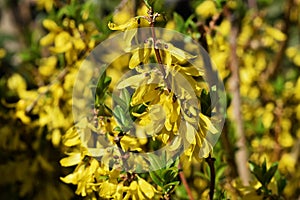 Golden bell flowers