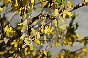 Golden bell flowers