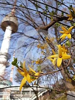 GOLDEN BELL FLOWERS (FORSYTHIA)