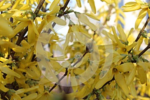 golden bell flowers. forsythias. yellow flowers in springtime