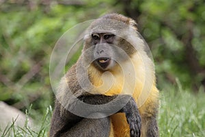 Golden-bellied mangabey