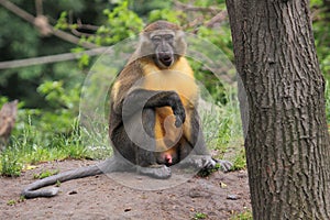 Golden-bellied mangabey