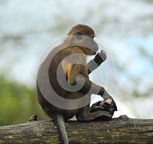 Golden-bellied mangabey