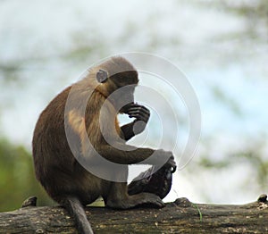 Golden-bellied mangabey