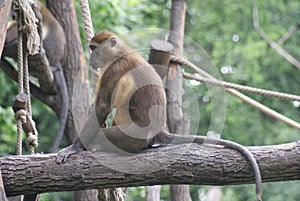 Golden-bellied Mangabey - Cercocebus chrysogaster