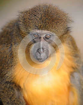 Golden bellied mangabey monkey close up looking