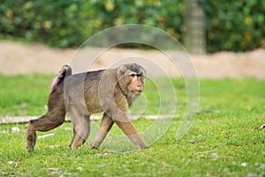 Golden bellied mangabey monkey in the zoo