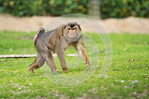 Golden bellied mangabey monkey in the zoo photo