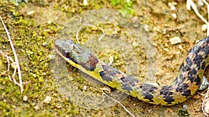 Golden-bellied snake