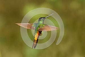 Golden-bellied starfrontlet hovering in air,tropical forest,Colombia, bird sucking nectar from blossom in garden